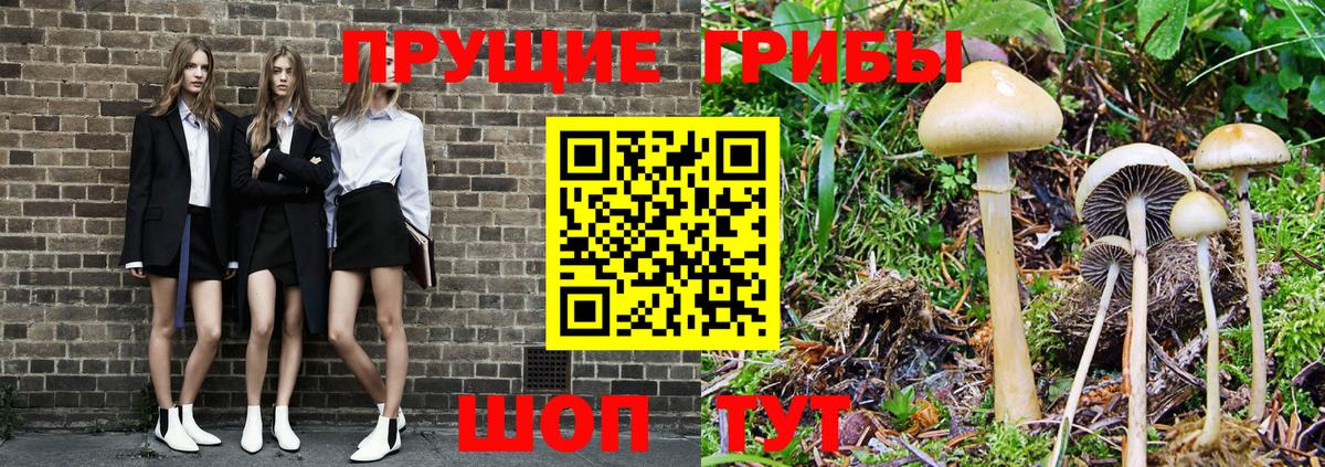 Галлюциногенные грибы Psilocybe  Вход с VPN  сколько стоит  Галлюциногенные грибы мицелий  Муром 